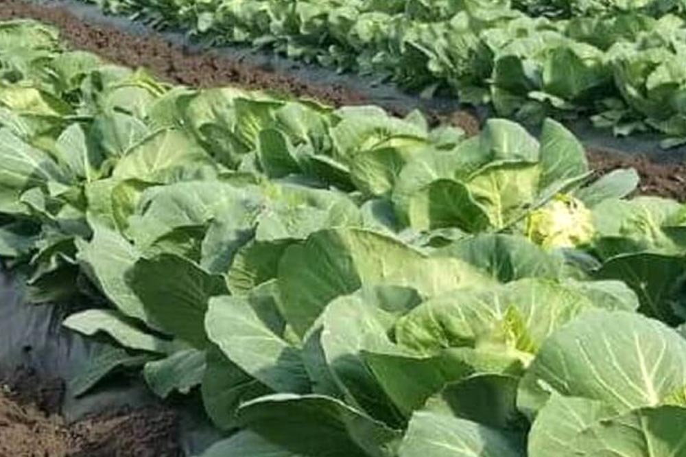 Какие сорта овощей выращивают в Приамурье?